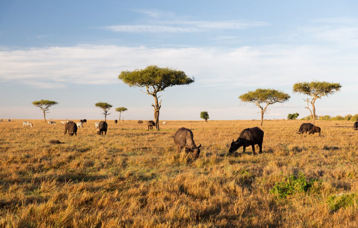 animal, nature and wildlife concept - buffalo bulls grazing in maasai mara national reserve savannah at africa