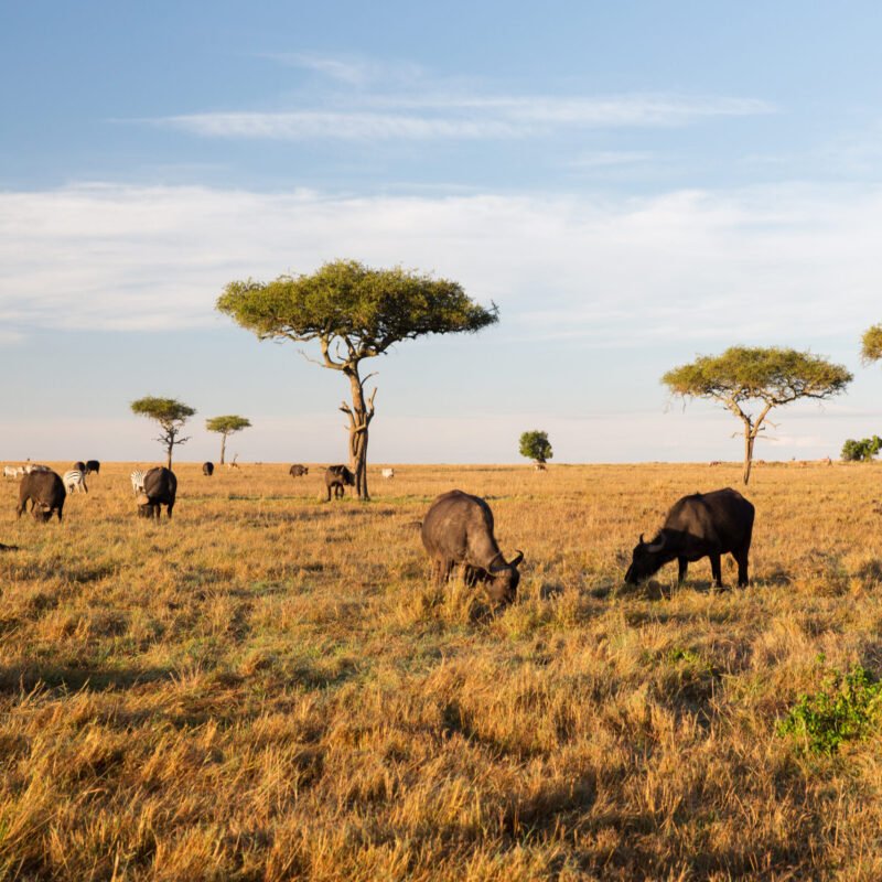 animal, nature and wildlife concept - buffalo bulls grazing in maasai mara national reserve savannah at africa
