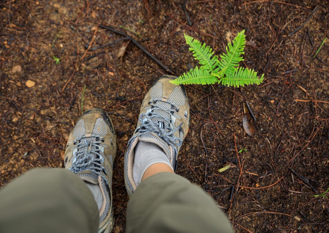Hiking on forest mountain trail in summer