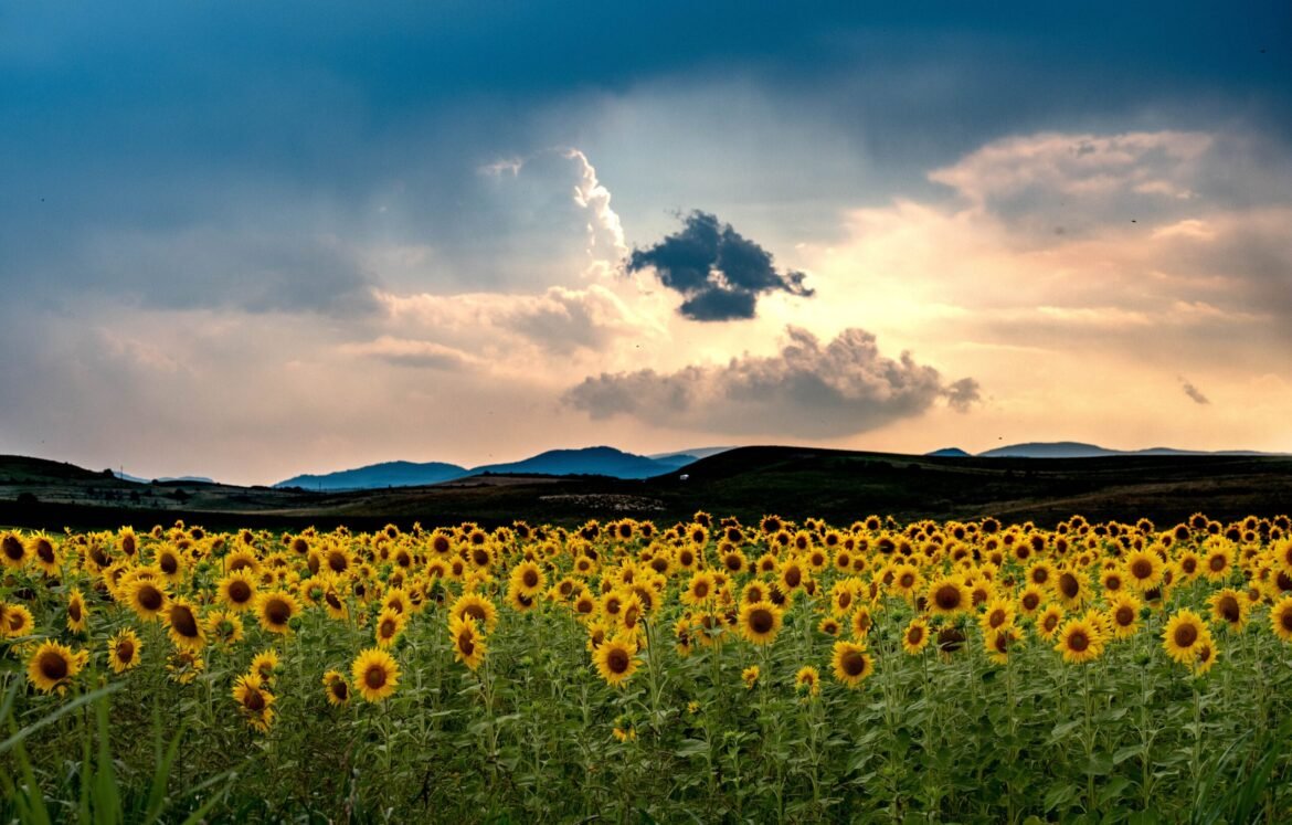 Landscape of a summer sunset in the sunflower field, Romania A breathtaking summer sunset in a sunflower field in Romania