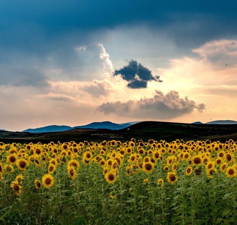 A breathtaking summer sunset in a sunflower field in Romania