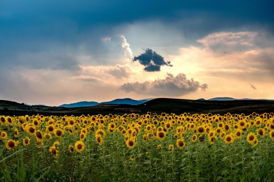 A breathtaking summer sunset in a sunflower field in Romania