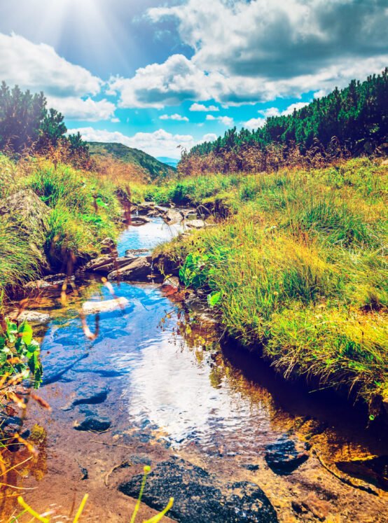 Alpine stream on summer mountain ravine (Ukraine, Chornogora Ridge, Carpathian Mountains).