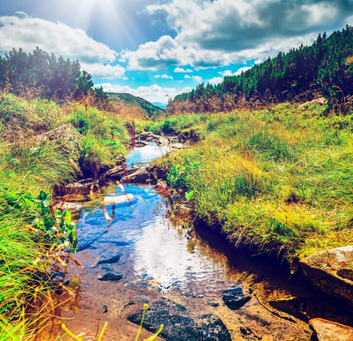 Alpine stream on summer mountain ravine (Ukraine, Chornogora Ridge, Carpathian Mountains).