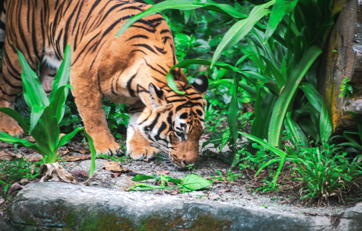 Amazing view from a tiger in among green trees in jungle