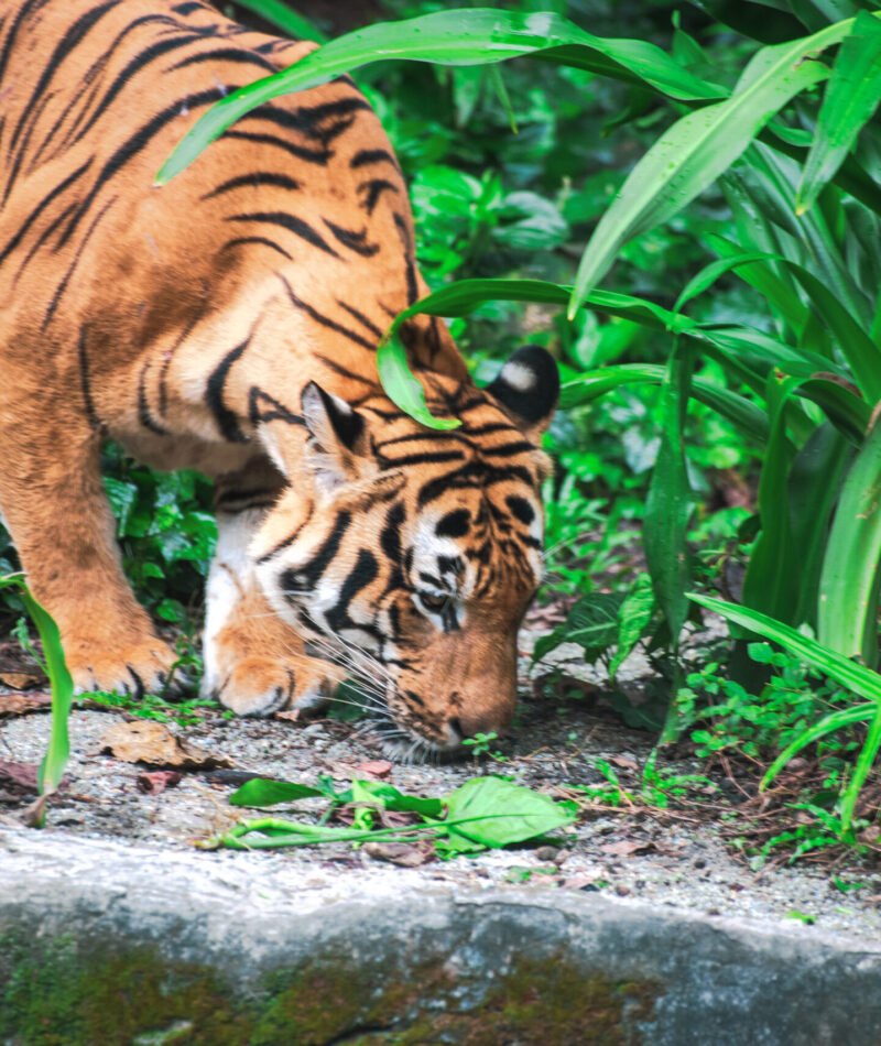 Amazing view from a tiger in among green trees in jungle